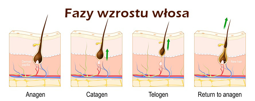 Przyczyny nadmiernego wypadania włosów | Poradnik 2025